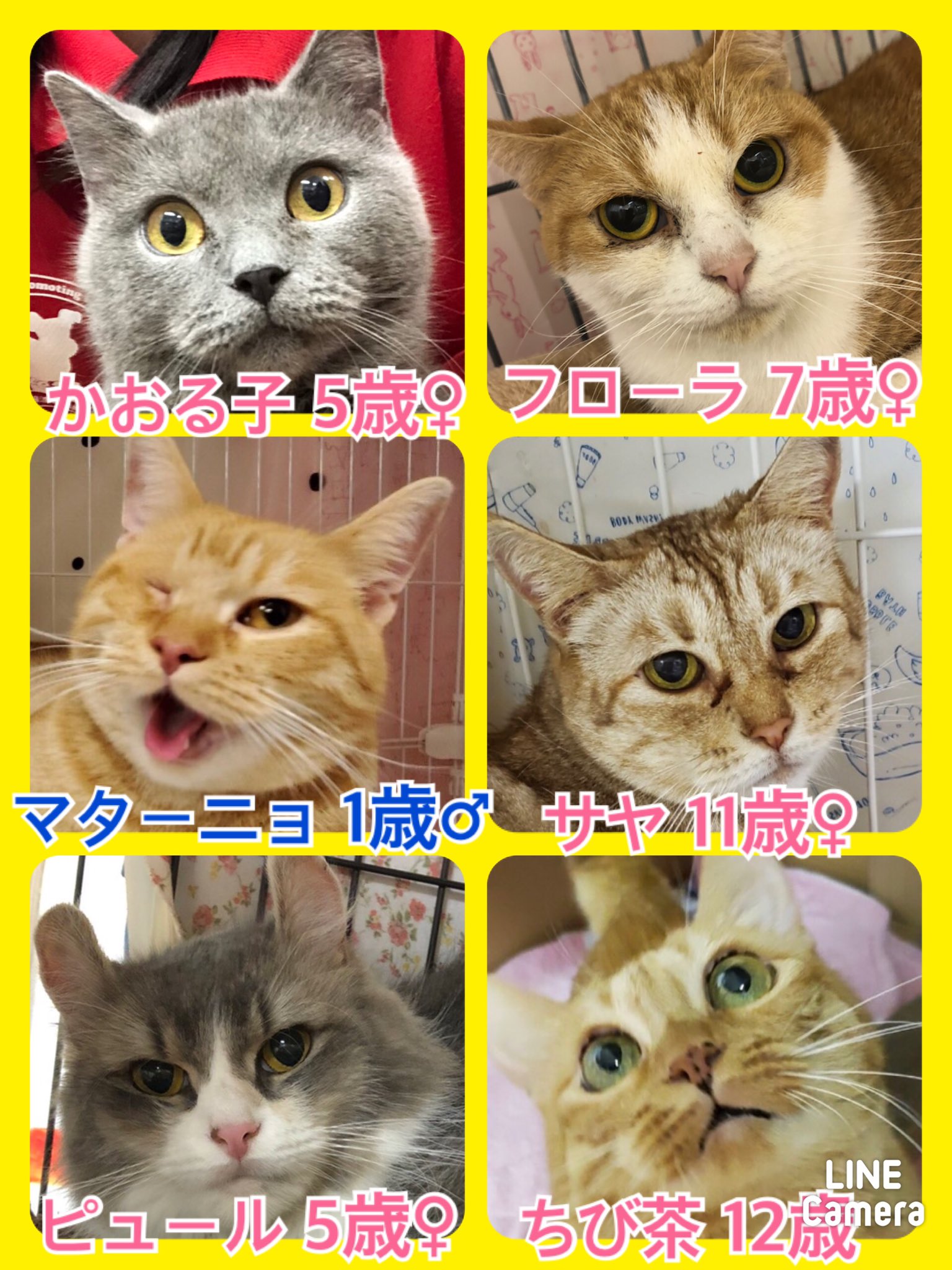 🐾今日の里親様募集中ニャンコ🐱メンバーです🐾2020,11,30